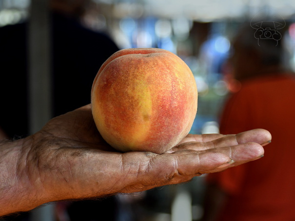 Marc Dufumier: A termőföldtől a tányérig – Könyvajánló