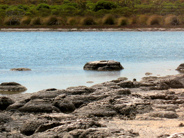 kékbaktériumos tónál.JPG