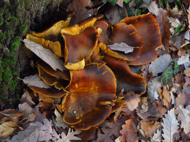 világító tölcsérgomba 2025.12.18.jpg